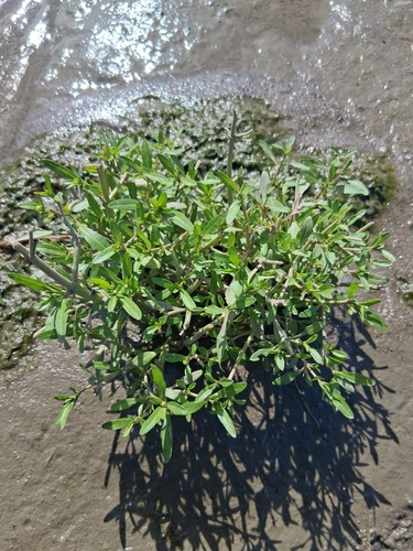 Estuary Beggarticks (Bidens hyperborea)