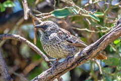 Histurgops ruficauda