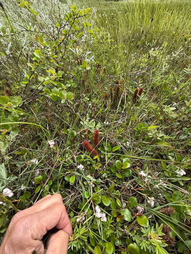 Salix arctophila, photograph 6