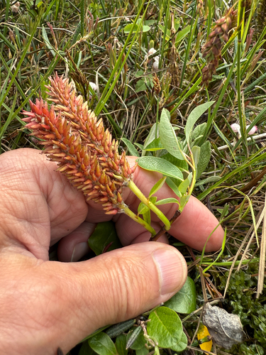 Salix arctophila, photograph 4