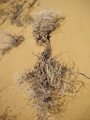 Astragalus karakugensis