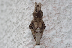 Papilio memnon thunbergii