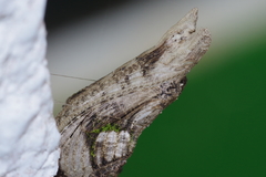 Papilio memnon thunbergii
