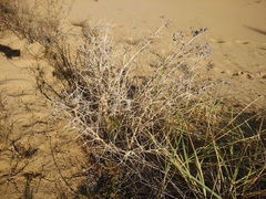 Astragalus lehmannianus