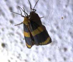 Eudesmia arida