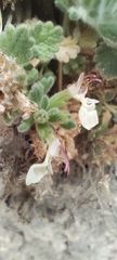 Teucrium rotundifolium