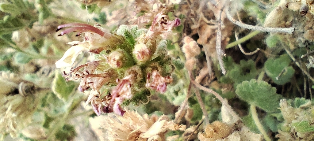 Teucrium rotundifolium; photograph (c) Santiago Martín-Bravo, some rights reserved (CC BY)