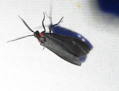 Lycomorpha splendens