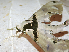 Adhemarius gannascus
