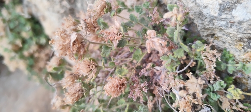 Teucrium rotundifolium, photograph 2