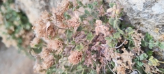 (c) Santiago Martín-Bravo, some rights reserved (CC BY) Teucrium rotundifolium, photograph (c) Santiago Martín-Bravo, some rights reserved (CC BY)