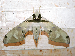 Adhemarius gannascus