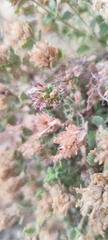 (c) Santiago Martín-Bravo, some rights reserved (CC BY) Teucrium rotundifolium, photograph (c) Santiago Martín-Bravo, some rights reserved (CC BY)