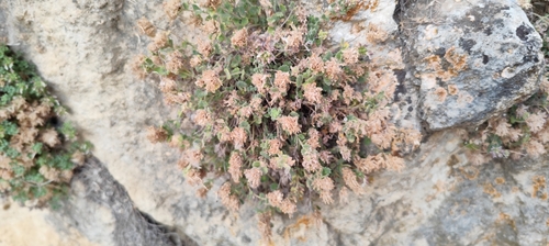 Teucrium rotundifolium, photograph 4