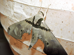 Adhemarius gannascus