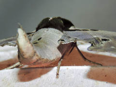 Adhemarius gannascus