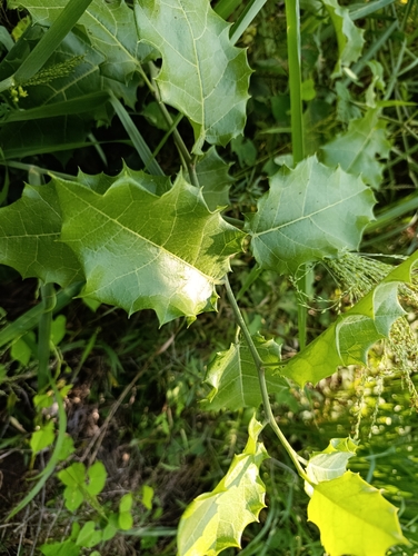 Hyperbaena ilicifolia (Hyperbaena ilicifolia)