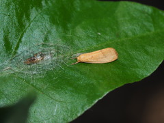 Notata parva