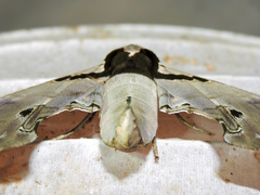 Adhemarius gannascus