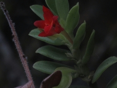 Fernandezia sanguinea