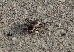Hypaetha biramosa