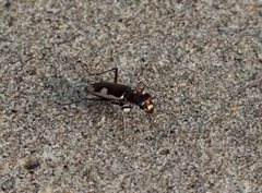 Hypaetha biramosa