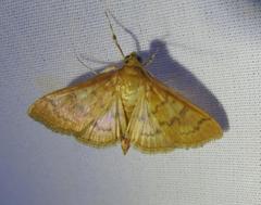 Psara dryalis