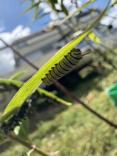 Monarch photographed in Kentucky