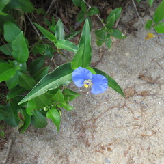 Commelina ensifolia