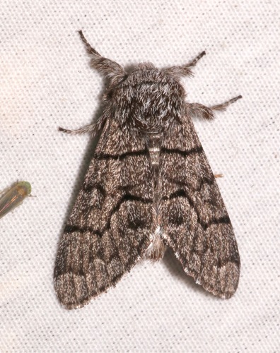 Giant Panthea Moth photo 3