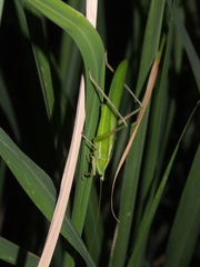 Euconocephalus varius