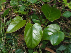 Cissus pteroclada