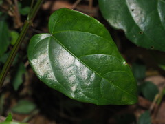Cissus pteroclada