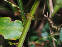 Cissus pteroclada