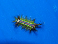 Birthamula rufa