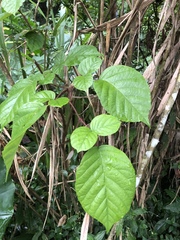 Rubus wallichianus
