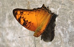 Vagrans sinha