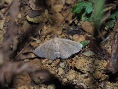 Nechesia albotentata