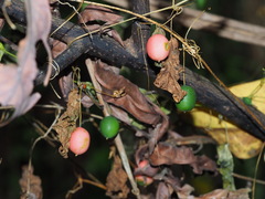 Zehneria