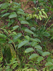 Actinidia
