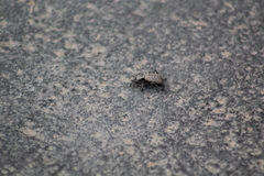 Cryptoglossa variolosa