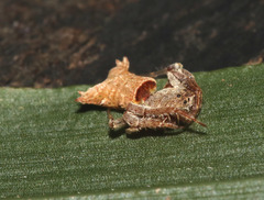 Arkys dilatatus
