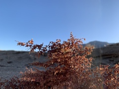 Centrostegia thurberi