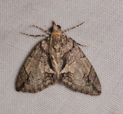 Hydriomena chiricahuata