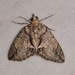 Hydriomena chiricahuata - Photo (c) Laura Gaudette, some rights reserved (CC BY), uploaded by Laura Gaudette