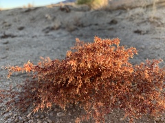 Centrostegia thurberi