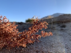 Centrostegia thurberi