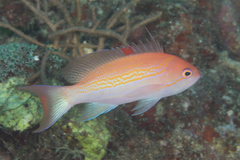 Pseudanthias luzonensis