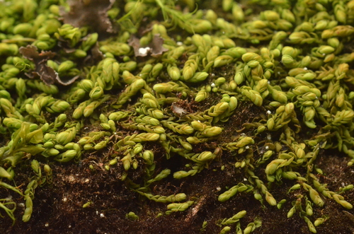 Arnellia fennica