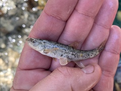 Rhinichthys osculus 8